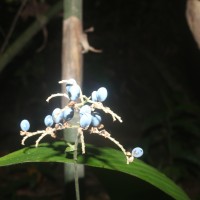 <i>Pollia secundiflora</i>  (Blume) Bakh.f.